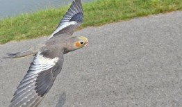 训鸟视频在线观看