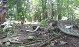 蛇之花在线观看完整,探寻神秘古墓的奇幻之旅