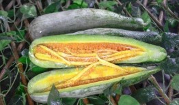 温州网红吃瓜,揭秘网络红人的幕后故事