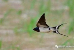 天涯爆料老燕子视频大全,老燕子视频大全背后的惊人真相