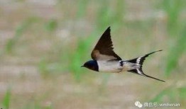 天涯爆料老燕子视频大全,老燕子视频大全背后的惊人真相