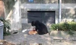 柯基狗最新爆料,揭秘网红宠物的日常生活与趣事