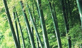 竹林小区新闻爆料最新,业主抗议物业，真相背后引关注