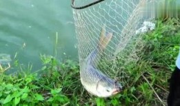 在线观看 钓鱼,揭秘网络钓鱼的奇妙世界