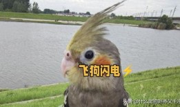 训鸟视频在线观看