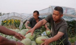 河北徐吃瓜最新事件爆料,最新爆料揭示惊人内幕