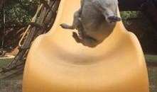 八哥爆料雷利视频,揭秘背后惊人真相