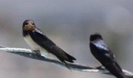 天涯爆料老燕子视频大全,老燕子视频大全背后的惊人真相