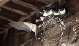 天涯爆料老燕子视频大全,老燕子视频大全背后的惊人真相