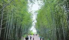 竹林小区新闻爆料最新,业主抗议物业，真相背后引关注